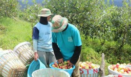 Produksi Buah Apel di Kota Batu Disebut Mengkhawatirkan