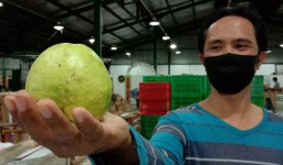 Cegah Demam Berdarah, Permintaan Buah Jambu Merah di PIOS Meningkat