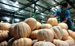 Kaya Manfaat, Labu Kuning di PIOS Diburu Pengunjung