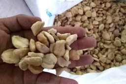 Kandungan Minyak Tinggi, Kemiri Medan di PIOS Laku 2 Ton Per Minggu