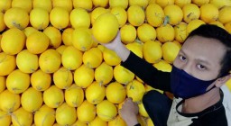 Penampilan Menarik, Penjualan Melon Golden Untungkan Pedagang di PIOS