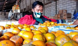 Menggoda Selera, Penjualan Jeruk Bali di PIOS Laku 5 Ton dalam 2 Hari