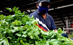 Lokasi Strategis, Pelanggan Buru Sayuran Seledri Segar di PIOS