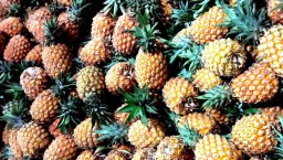 Vitamin C Tinggi dapat Tingkatkan Imun, Penjualan Nanas di PIOS Stabil