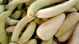 Labu Air dari Hasil Panen Petani Surabaya dan Gresik Melimpah di PIOS