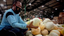 Melon Sunrise Segar dari Petani Lamongan Laku 4 Ton per Hari di PIOS