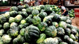 Musim Kemarau, Buah Blewah di PIOS Diburu Para Pelanggan