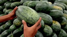 Warna Jingga dan Lebih Manis, Semangka Inul di PIOS Diburu Pengunjung