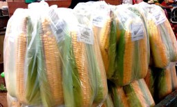 Penjualan Jagung Manis di PIOS Capai 1 Ton per Hari
