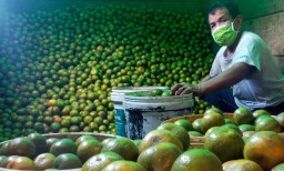 Jelang Maulid, Stok Buah Segar di PIOS Melimpah