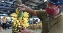 Imut dan Rasa Sedikit Masam, Pisang Barlin di PIOS Diburu Pengunjung