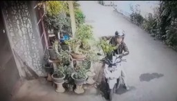 Aksi Pencurian Tanaman Bonsai Terekam Kamera CCTV