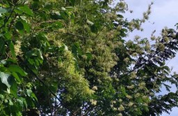 Langka, Pohon Bambu Berbunga Ada di Probolinggo