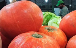 Baik untuk Nutrisi Tumbuh Kembang Bayi, Labu Kabocha Tersedia di PIOS