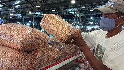 Membandingkan Kacang Tanah Tuban dan India yang Tersedia di PIOS