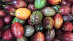 Buah Terong Belanda Mudah Didapatkan di PIOS