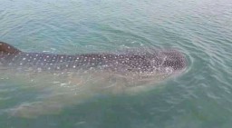 Puluhan Hiu Tutul Terlihat di Perairan Laut Probolinggo