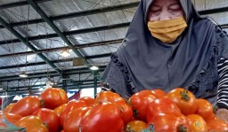 Harga Buah Tomat Segar Kembali Naik, Pedagang di PIOS Sumringah