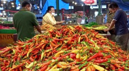 Petani Panen, Harga Cabai Rawit di PlOS Berangsur Turun