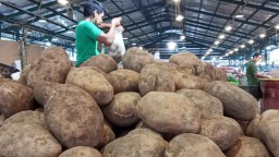 Kentang Segar Berkualitas dari Petani Tengger Kembali Melimpah di PIOS