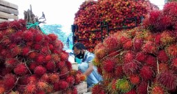Ayo Berburu Buah Rambutan Binjai dan Aceh yang Manis di PIOS