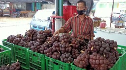 Pedagang PIOS Datangkan Salak Pondoh dari Petani 3 Provinsi di Jawa
