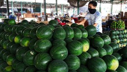 Stok Buah Semangka di PIOS Cukup Meski Masa Panen Raya Berakhir