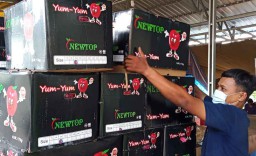Jelang Imlek, Apel China Melimpah di Pasar Induk Osowilangun Surabaya