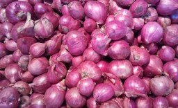 Pedagang PIOS Datangkan Bawang Merah dari Petani Bojonegoro