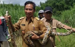 Takut Ganggu Warga, Kades ini Tangkap Ular Piton 3 Meter di Kebun Tebu