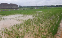 Banjir di Ponorogo, 83 Hektar Sawah Terancam Gagal Panen