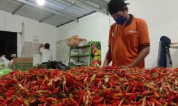Permintaan Meningkat, Harga Cabai Rawit di PIOS Kembali Naik