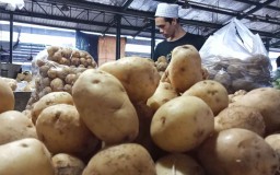 Kentang Segar Ukuran Jumbo di PIOS Jadi Langganan Pengusaha Kue