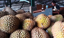 Jadi Favorit di PIOS, Durian Montong asal Bali Ludes Terjual 6 Ton dalam 3 Hari