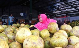 Baik Dikonsumsi saat Puasa Ramadan, Jeruk Pamelo dari Sulawesi Melimpah di PIOS