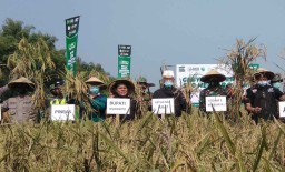 Padi Hasil Wakaf Sawah Produktif di Kabupaten Mojokerto Dipanen