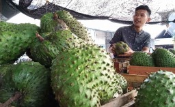 Cocok untuk Menu Buka Puasa, Pedagang PIOS Datangkan Buah Sirsak dari Kediri