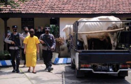 Rebutan Warisan, Pria Sidoarjo ini Curi 2 Ekor Sapi dari Bibinya