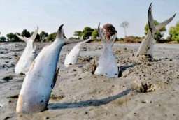 Petani Tambak Gresik Minta Peserta Kontes Lelang Bandeng dari Daerah Sendiri