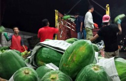 Permintaan Pepaya di PIOS Mengalami Peningkatan