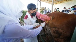 Banyuwangi Jadi Pilot Project Pengembangan Sapi Belgian Blue dan Wagyu di Jatim