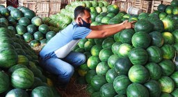 Penjualan Buah Semangka di PIOS Meningkat Selama Libur Lebaran