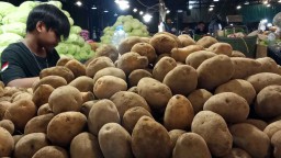 Petani Belum Sempat Panen, Harga Kentang di PIOS Mengalami Kenaikan