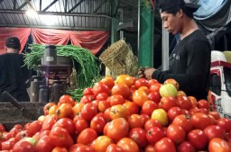 Stok Tercukupi dari Petani, Harga Buah Tomat Segar di PIOS Stabil
