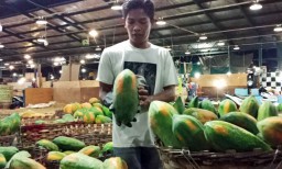Pedagang PIOS Maksimalkan Serap Pepaya Thailand dari Petani saat Panen Raya