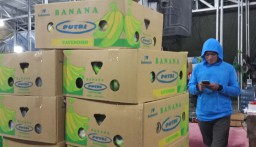Selain Lamongan, Pisang Cavendish di PIOS Juga Dipasok dari Gresik