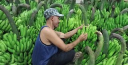 Beragam Jenis Pisang Berkualitas Tersedia di PIOS