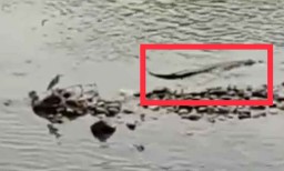 Seekor Buaya yang Dilepasliarkan Kembali Terlihat di Sungai Mojokerto