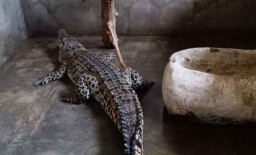 Buaya yang Ditangkap Warga Lamongan Dievakuasi ke Maharani Zoo