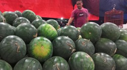 Banyak Petani Gagal Panen, Harga Semangka di PIOS Merangkak Naik